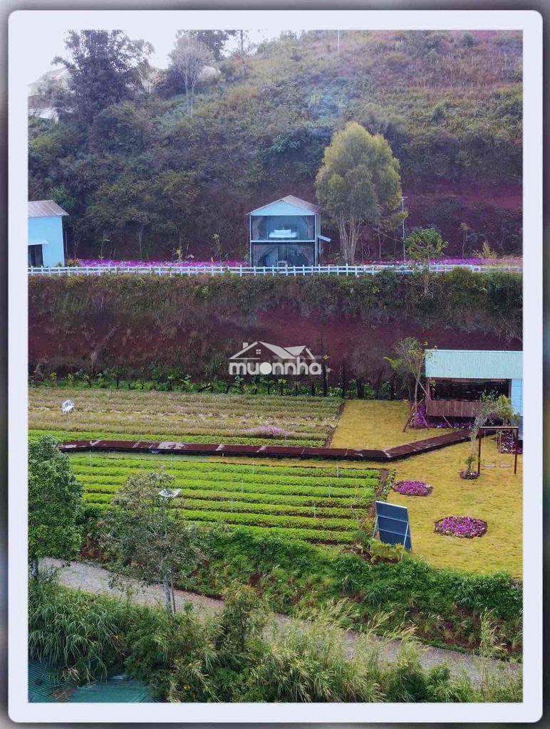 Cho thuê tổ hợp cafe & homestay tại vạn thành, đà lạt - 4
