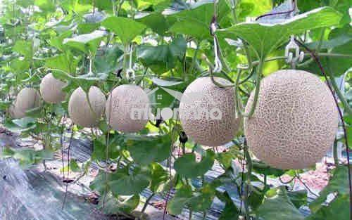 Đường nhựa lớn kinh doanh. thông ra 763b + ra kdl trái cây lớn