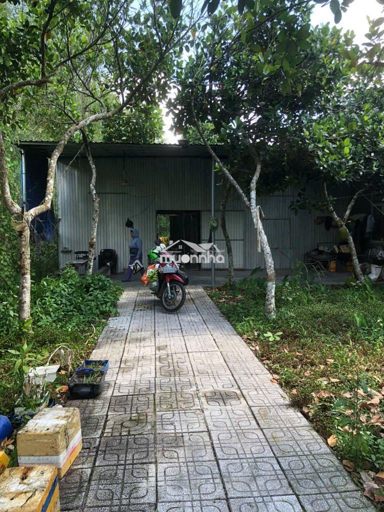 Nhà vườn gần chợ lai uyên, mặt đường, 500m, 2tr/tháng, vườn 20 cây mít