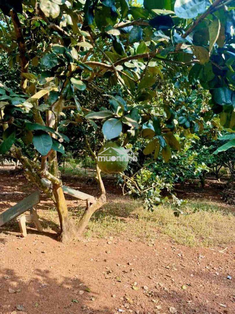 Chủ cắt lỗ 2 sào đất đỏ- vườn trái cây