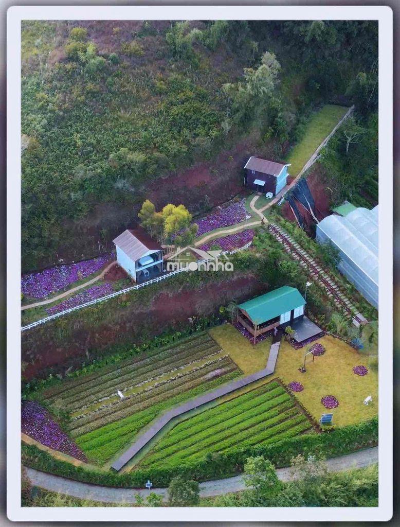 Cho thuê tổ hợp cafe & homestay tại vạn thành, đà lạt - 3