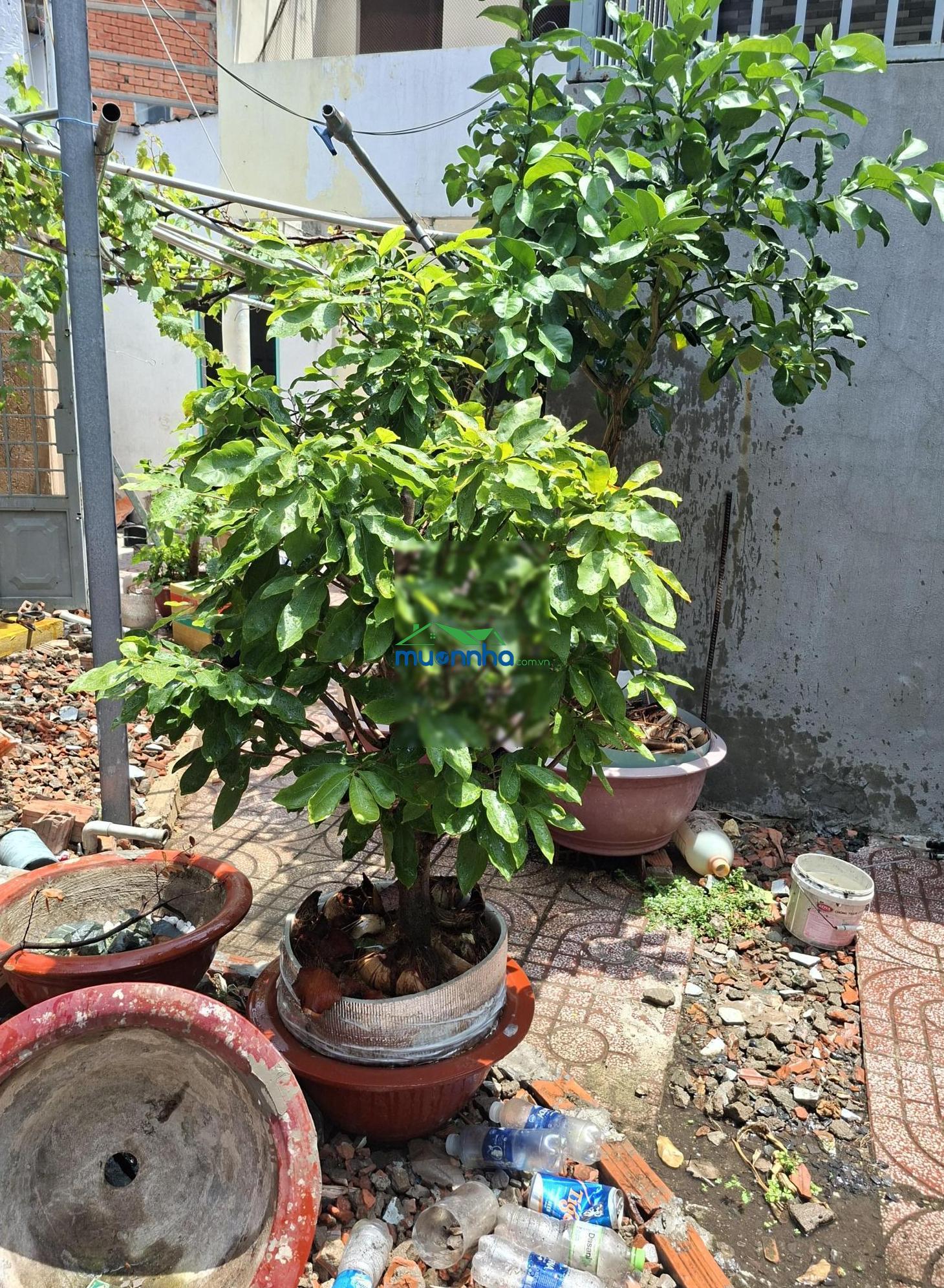 Bán nhà cấp 4 cũ hẻm 22 đường số 10, trường thọ, thủ đức 161m2 giá 4.2 tỷ