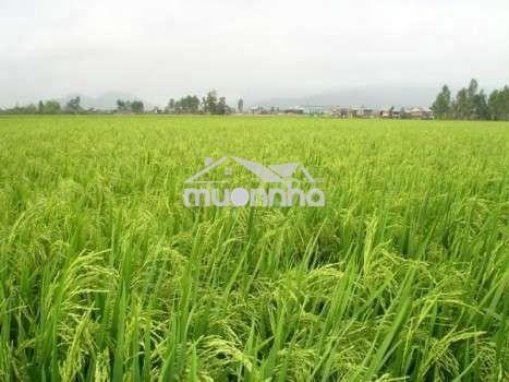 Cần bán 51 công - đất trồng lúa 2 vụ...tân lập - tịnh biên - an giang - 4