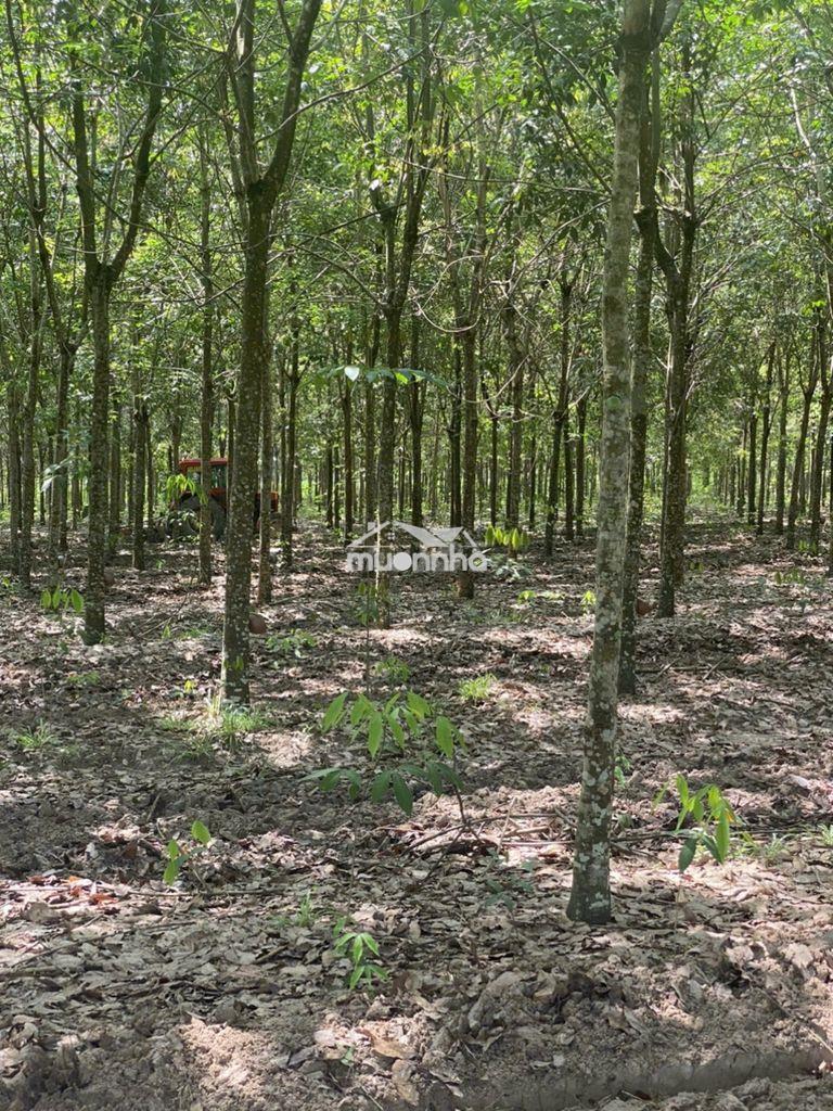 Cần bán 5 héc ta (50000m2) đất cao su đang cạo, xã tân hoà, tây ninh - 2