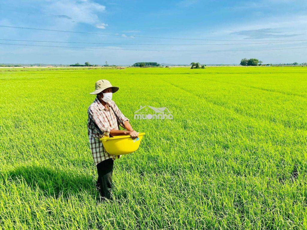 Cần bán 51 công - đất trồng lúa 2 vụ...tân lập - tịnh biên - an giang - 2