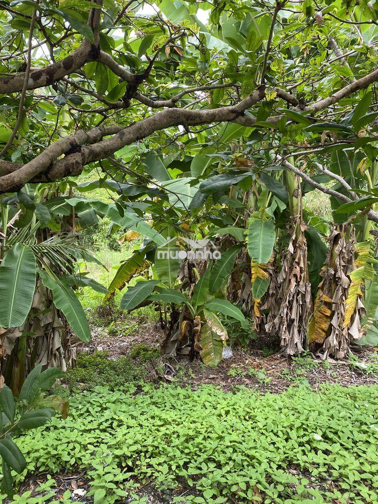Cần bán - 3