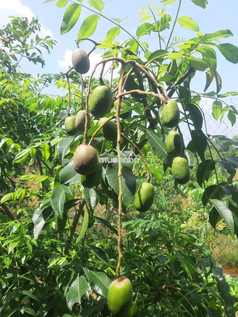 Phòng trọ  100m gần nhi đồng bình chánh tân nhựt tphcm - 4