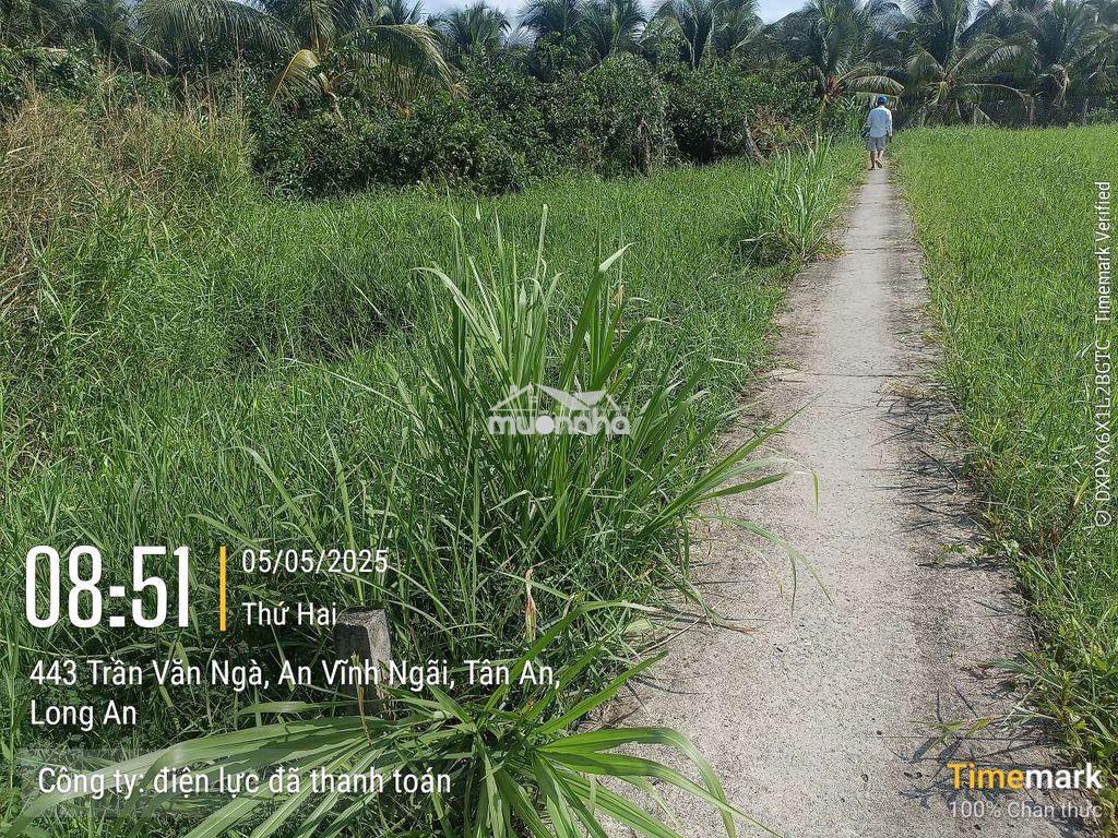 Đất đang trồng 1 số dừa an trái - 2