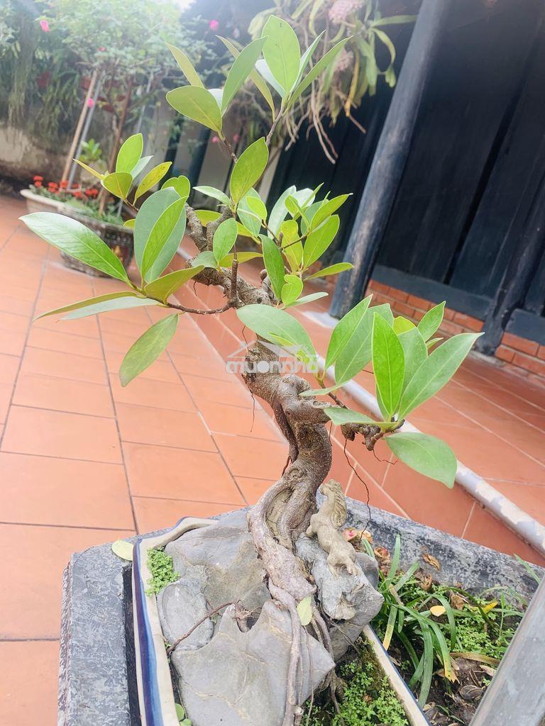 Cho thuê nhà nguyễn văn săng - p tân sơn nhì 4 x 17 m đúc 1 lầu : - 3