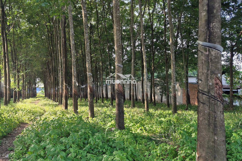 Đất 2 mặt tiền hùng vương 1106m2,  p tây nam hcm (bến cát, bd cũ) - 3
