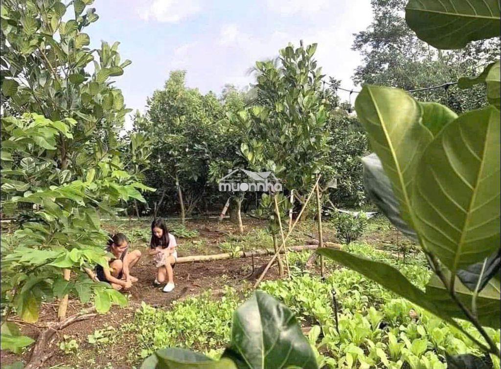 Đất vườn thổ cư cần bán gap - 2