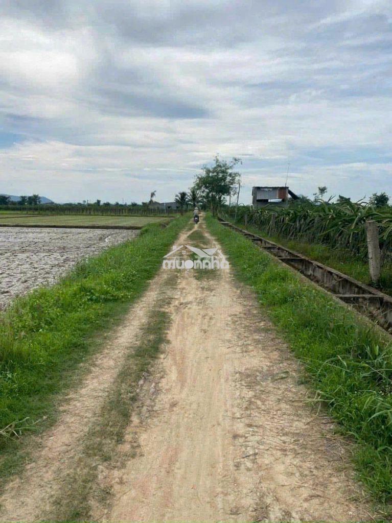 Chính chủ - đất nông nghiệp sổ riêng 2324m2 cần bán thu hồi vốn - 4