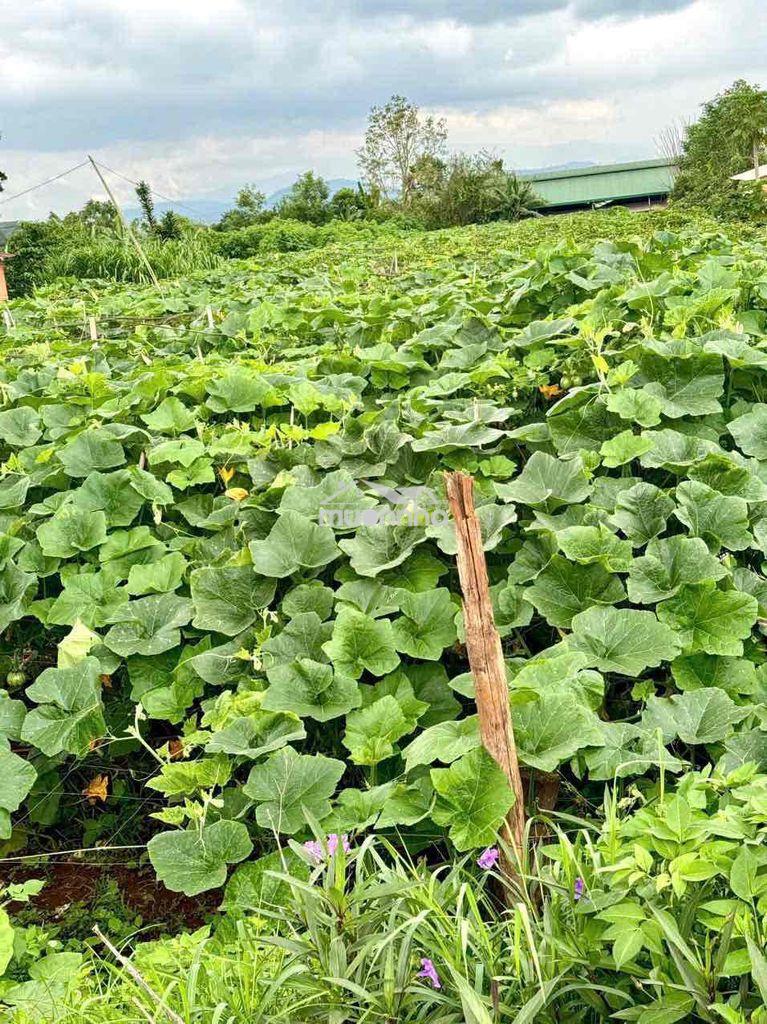 Bán đất đẹp cách sân bay quốc tế liên khương 3km - 2