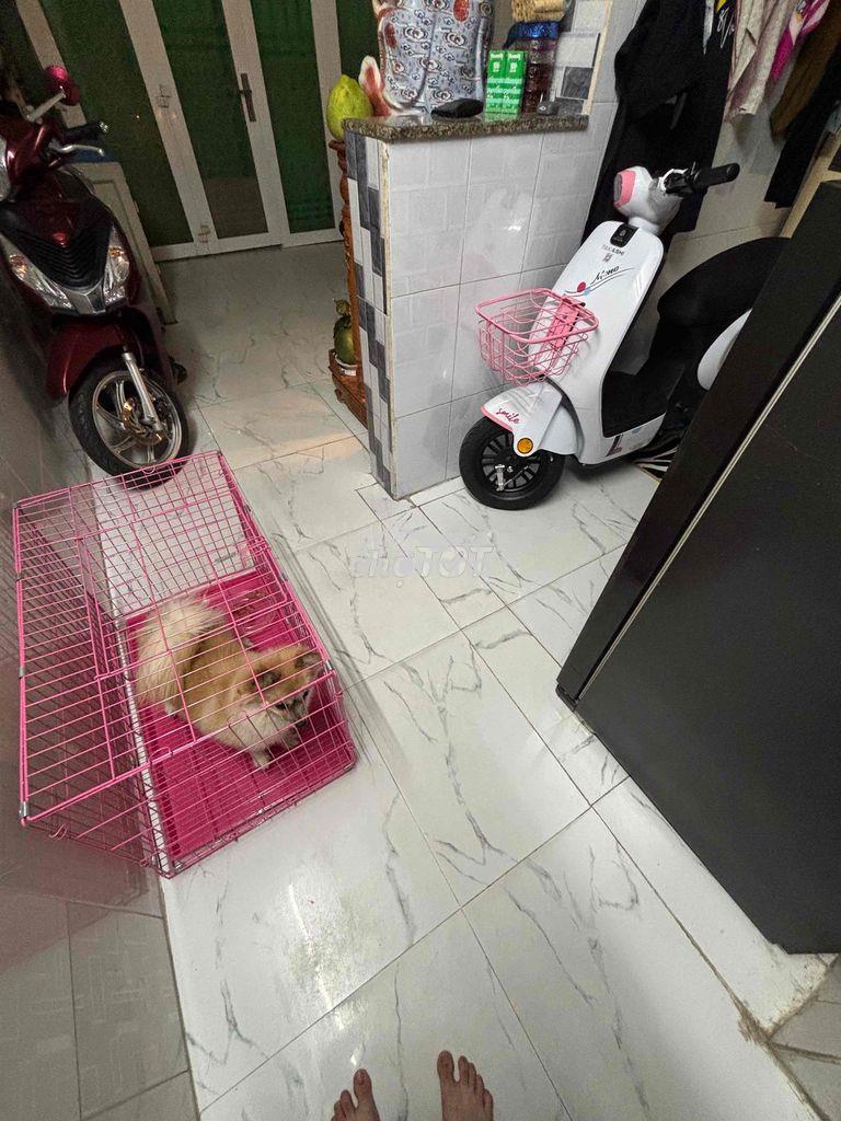 Cần bán nhà hẻm q6