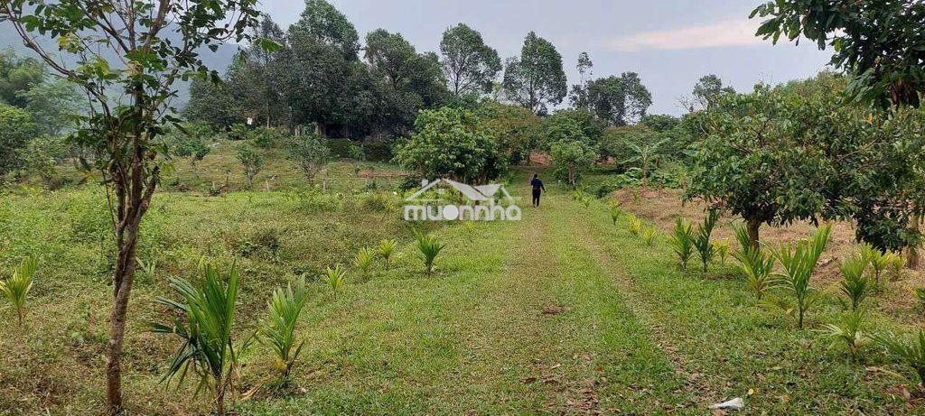 Bán đất làm trang trại, 35000m2 cây lâu năm có sẵng vườn ao chuồng - Ảnh 4