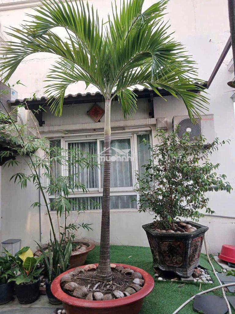 Cần bán penthouse , chung cư thái an 2 - Ảnh 4