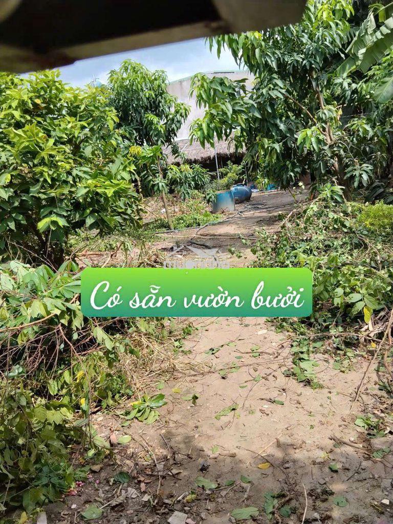 Nhà vườn 12*20. có sẵn nhà tôn ở đường kênh trung ương vĩnh lộc b. - Ảnh 2