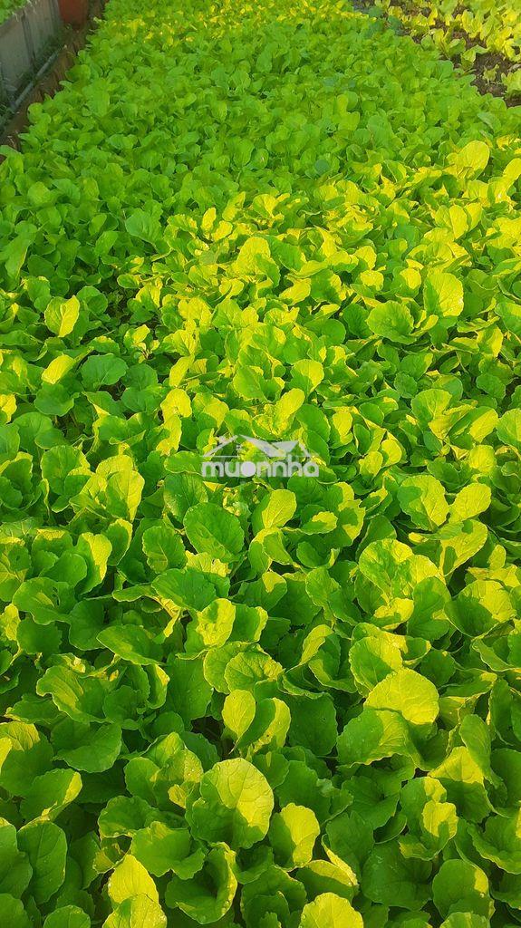 Cho thuê nhà 1 lầu 1 trệt - Ảnh 2