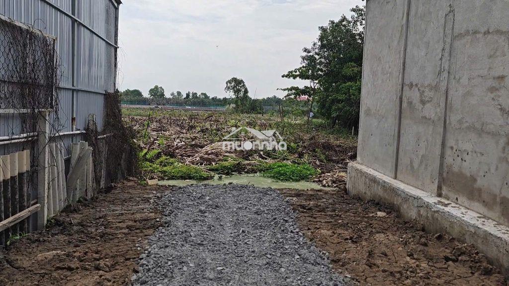 Bán đất cây lâu năm mặt tiền đường rừng sác, cần giờ - Ảnh 3
