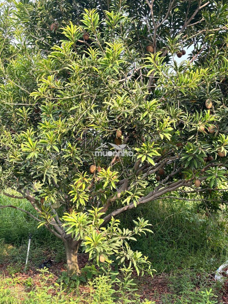 Bán khu vườn 14.700m² – 1.300 cây ăn trái – 5 ao - Ảnh 2