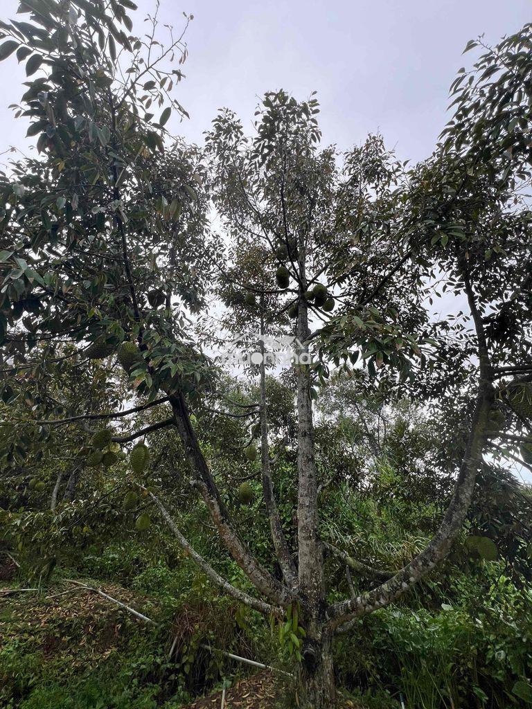 Đất chính chủ , cần bán - Ảnh 3