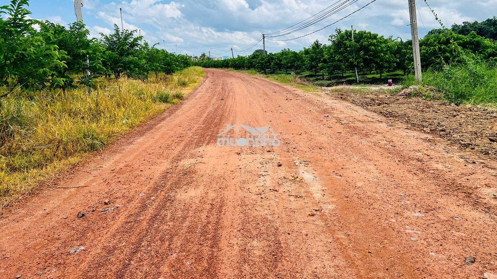Bán 1000m2 đất gần mặt tiền đường đt785 - Ảnh 2