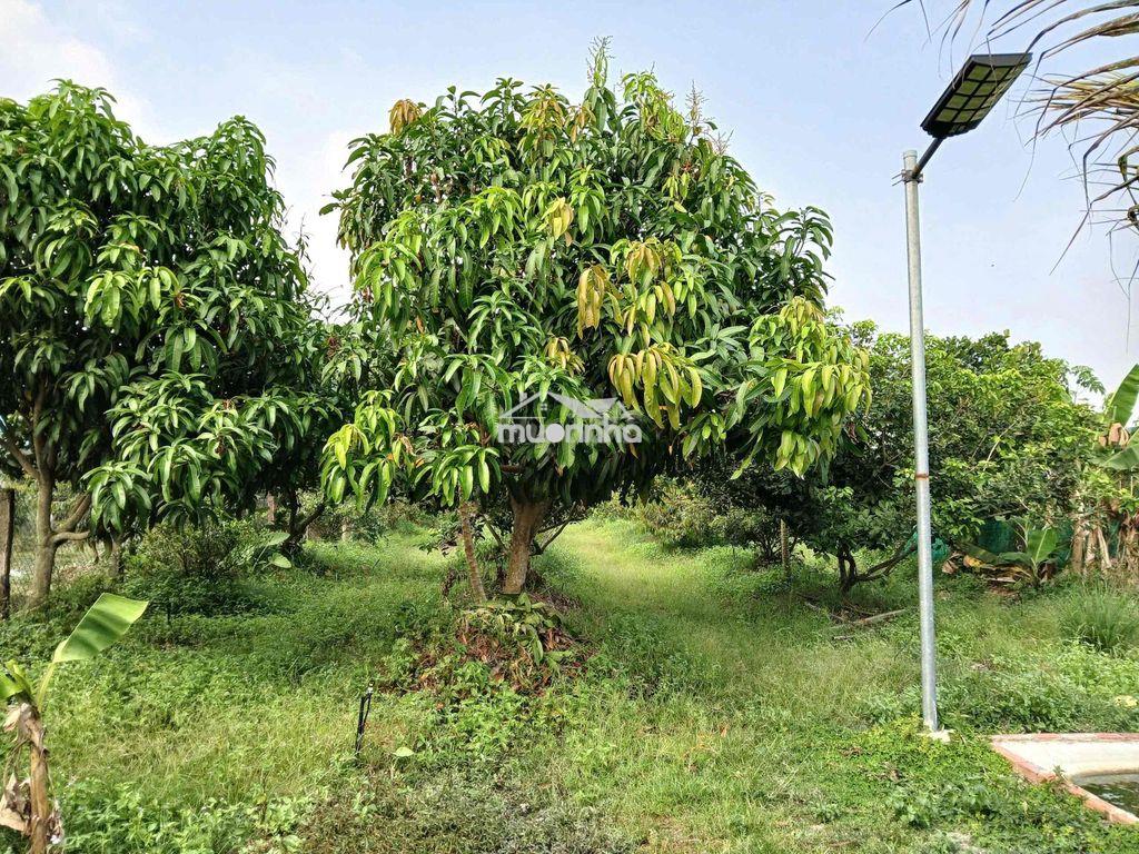 Đất vườn cây trái đang tốt bán nhanh - Ảnh 2