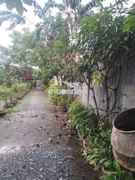 Bán nhà vườn, thích hợp về hươu nghỉ dưỡng. dt 2300m có 680m thổ cư. - 4